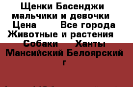 Щенки Басенджи ,мальчики и девочки › Цена ­ 1 - Все города Животные и растения » Собаки   . Ханты-Мансийский,Белоярский г.